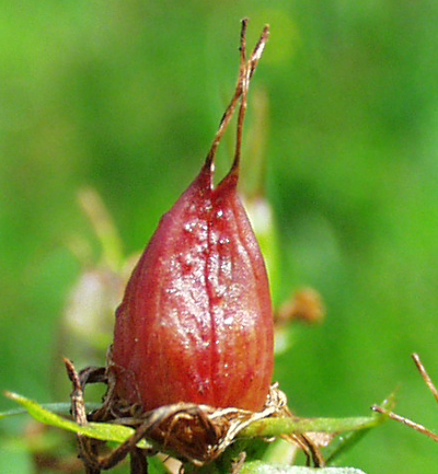 Hypericum perforatum, Gewöhnliches Johanniskraut, Frucht