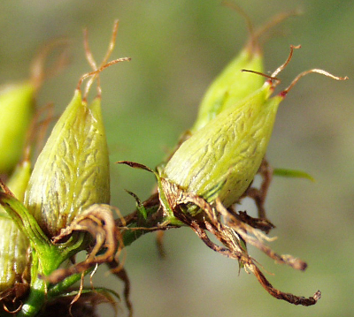 Hypericum perforatum, Gewöhnliches Johanniskraut, Früchte