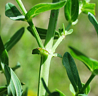Hypericum perforatum, Gewhnliches Johanniskraut, Stngel