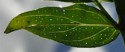 Hypericum perforatum, Gewhnliches Johanniskraut, Blatt