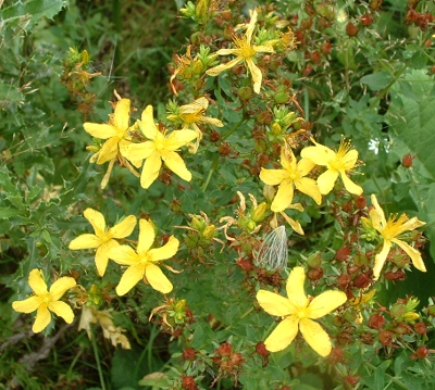 Hypericum perforatum, Gewhnliches Johanniskraut