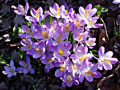 Krokusse