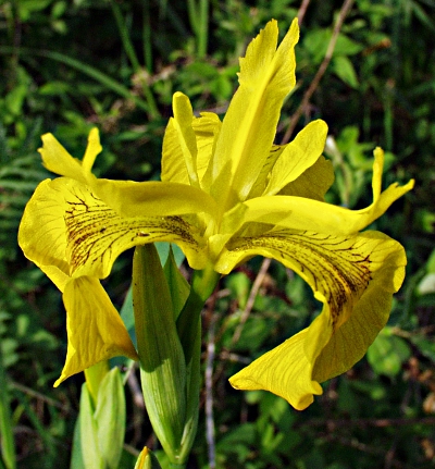 Iris pseudacorus, Sumpf-Schwertlilie, Bl�te