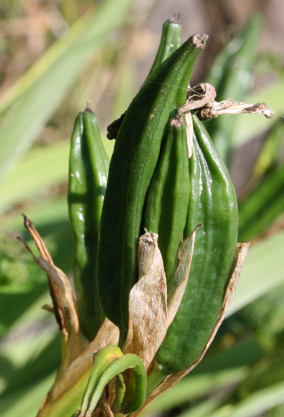 Iris pseudacorus, Sumpf-Schwertlilie, Fr�chte