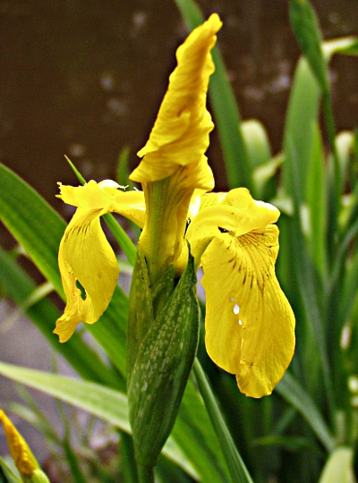 Iris pseudacorus, Sumpf-Schwertlilie