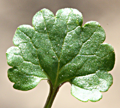 Glechoma hederacea, Gundermann, Blatt