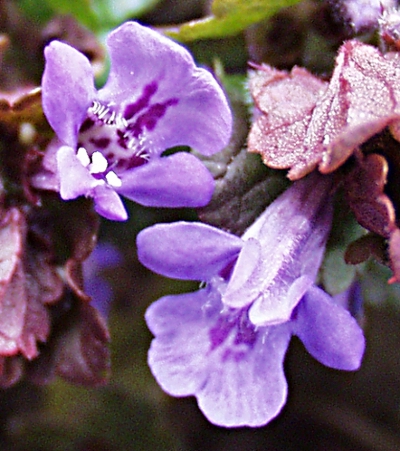 Glechoma hederacea, Efeu-Gundermann, Blüten