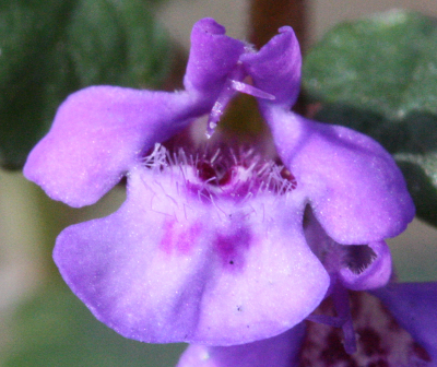 Glechoma hederacea, Gundermann, Blte