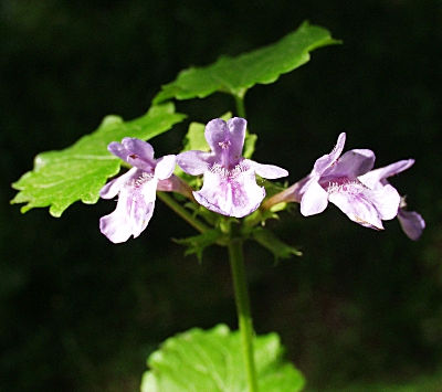 Glechoma hederacea, Gundermann