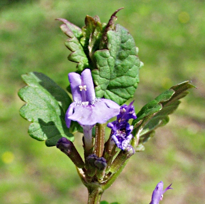 Glechoma hederacea, Efeu-Gundermann, Blütenstand