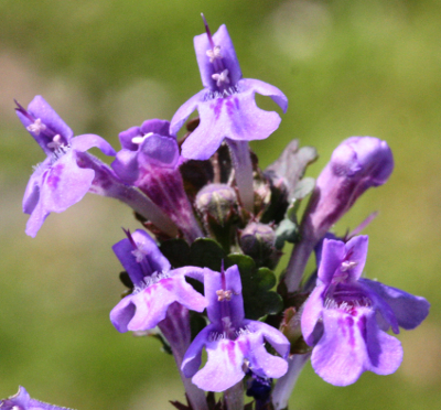 Glechoma hederacea, Efeu-Gundermann, Blütenstand