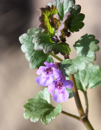 Glechoma hederacea, Gundermann
