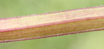 Glechoma hederacea, Gundermann, Stngel