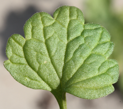St�ngelumfassende Taubnessel (Lamium amplexicaule), unteres Blatt