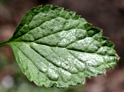 Lamium argentatum, Silberblttrige Goldnessel, Blatt