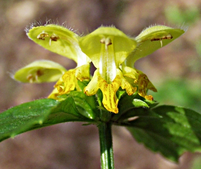 Lamium argentatum, Silberblättrige Goldnessel, Blüten