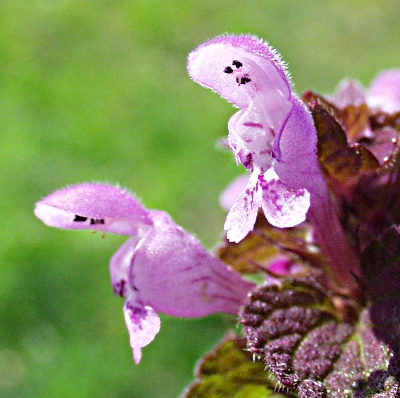 Lamium purpureum, Rote Taubnessel, Blüten