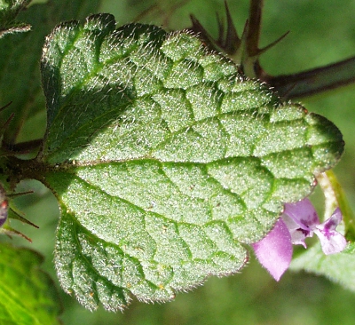 Purpurrote Taubnessel, Blatt