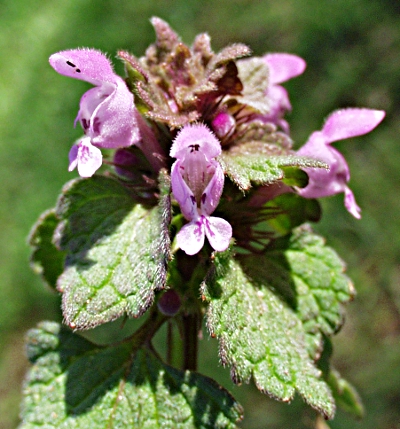 Purpurrote Taubnessel, Bl�tenstand