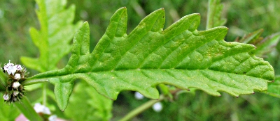 Ufer-Wolfstrapp, Blatt