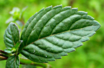 Wasser-Minze, Blatt