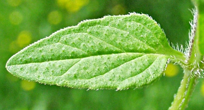 Gew�hnliche Braunelle, Blatt