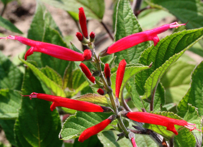 Salvia elegans, Honigmelonen-Salbei