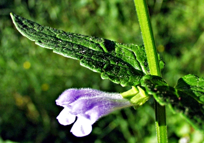 Sumpf-Helmkraut, Blten und Bltter
