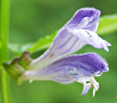 Sumpf-Helmkraut, Blten