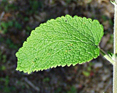 Salbei-Gamender, Blatt