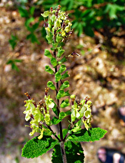Salbei-Gamender, Bl�tenstand