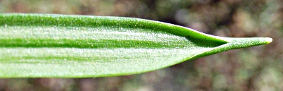 Wiesen-Gelbstern, Blatt