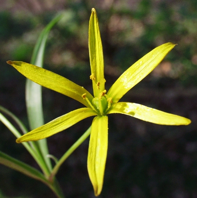 Wiesen-Gelbstern, Bl�te