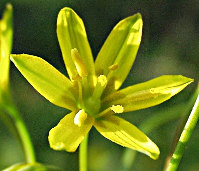 Wiesen-Gelbstern, Bl�te