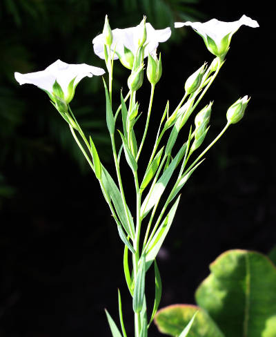 Linum usitatissimum, Echter Lein, wei