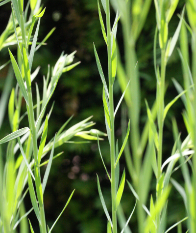 Linum usitatissimum, Echter Lein, Bl�tter