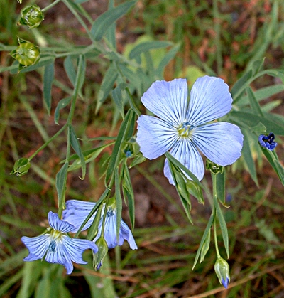 Linum usitatissimum, Echter Lein, Bl�ten, Knospen, Samenkapseln