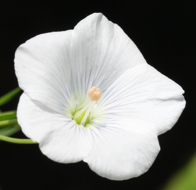 Linum usitatissimum, Echter Lein, wei�