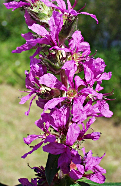 Lythrum salicaria, Gewöhnlicher Blutweiderich, Blütenstand