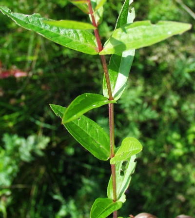 Lythrum salicaria, Gewöhnlicher Blutweiderich, Blätter