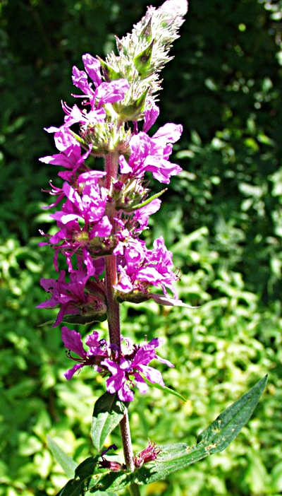 Lythrum salicaria, Gewhnlicher Blutweiderich