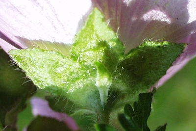 Malva moschata, Moschus-Malve, Au�enkelch