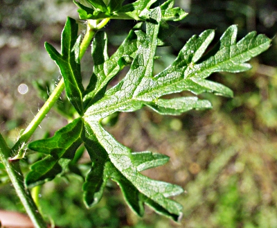 Malva moschata, Moschus-Malve, Blatt