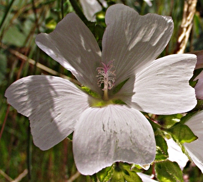 Malva moschata, Moschus-Malve, Blte
