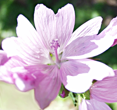 Malva moschata, Moschus-Malve, rosa