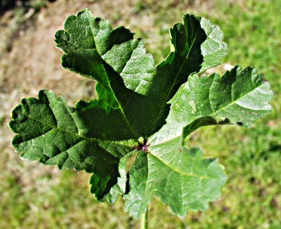Wilde Malve, Blatt