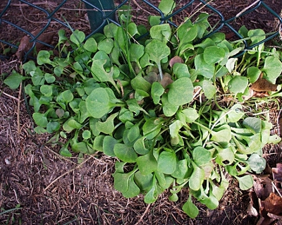 Claytonia perfoliata, Gewöhnliches Tellerkraut