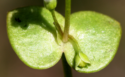 Claytonia perfoliata, Gewöhnliches Tellerkraut, Stängelblätter