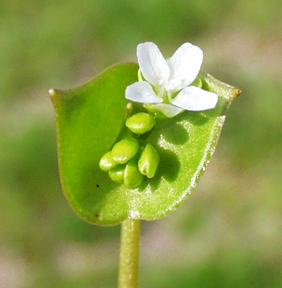 Claytonia perfoliata, Gewöhnliches Tellerkraut, Blüte
