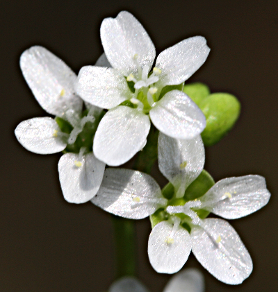 Claytonia perfoliata, Gewöhnliches Tellerkraut, Blüten